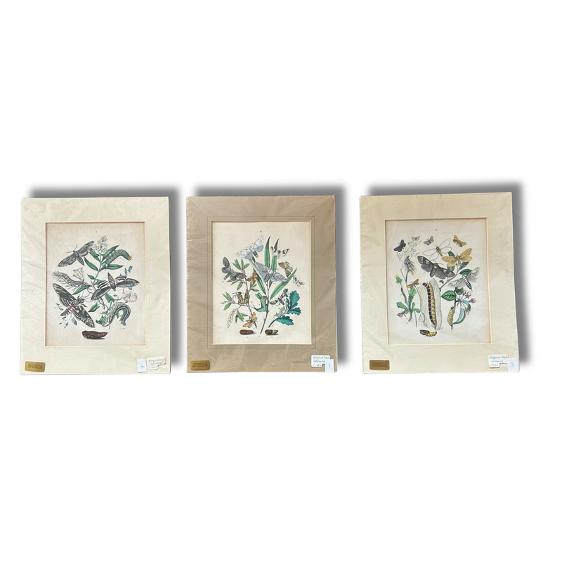 Set of Three Antique Hand-Coloured Natural History / Entomology Prints