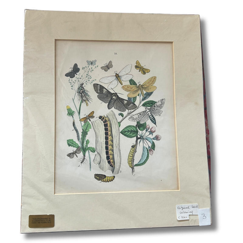 Set of Three Antique Hand-Coloured Natural History / Entomology Prints