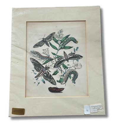 Set of Three Antique Hand-Coloured Natural History / Entomology Prints