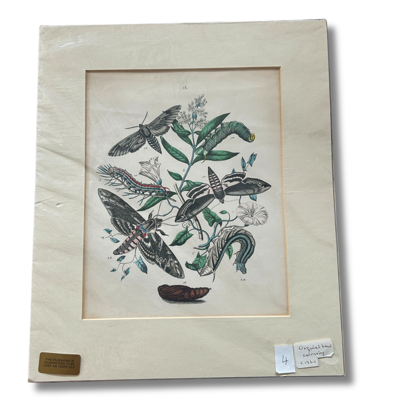 Set of Three Antique Hand-Coloured Natural History / Entomology Prints