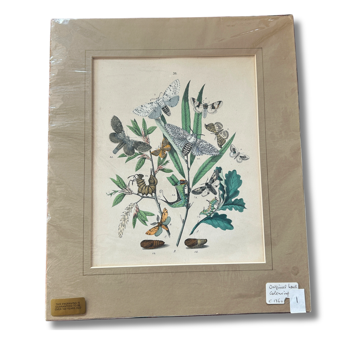 Set of Three Antique Hand-Coloured Natural History / Entomology Prints