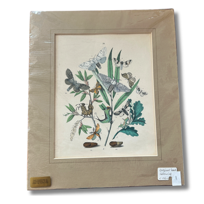 Antique Hand-Coloured Natural History / Entomology Prints