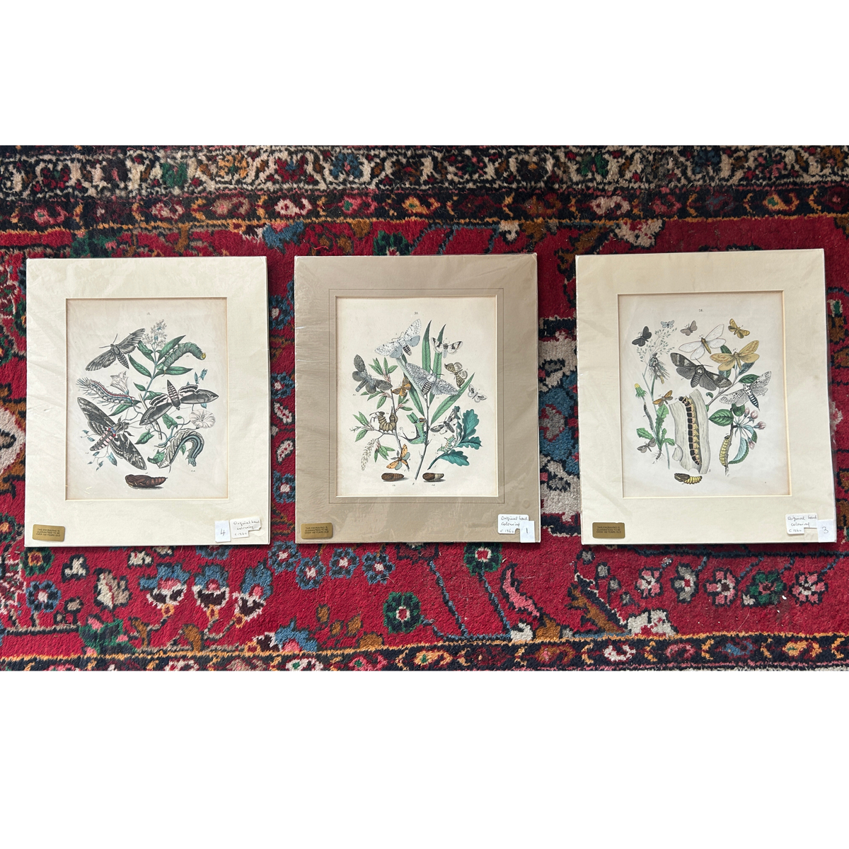 Set of Three Antique Hand-Coloured Natural History / Entomology Prints