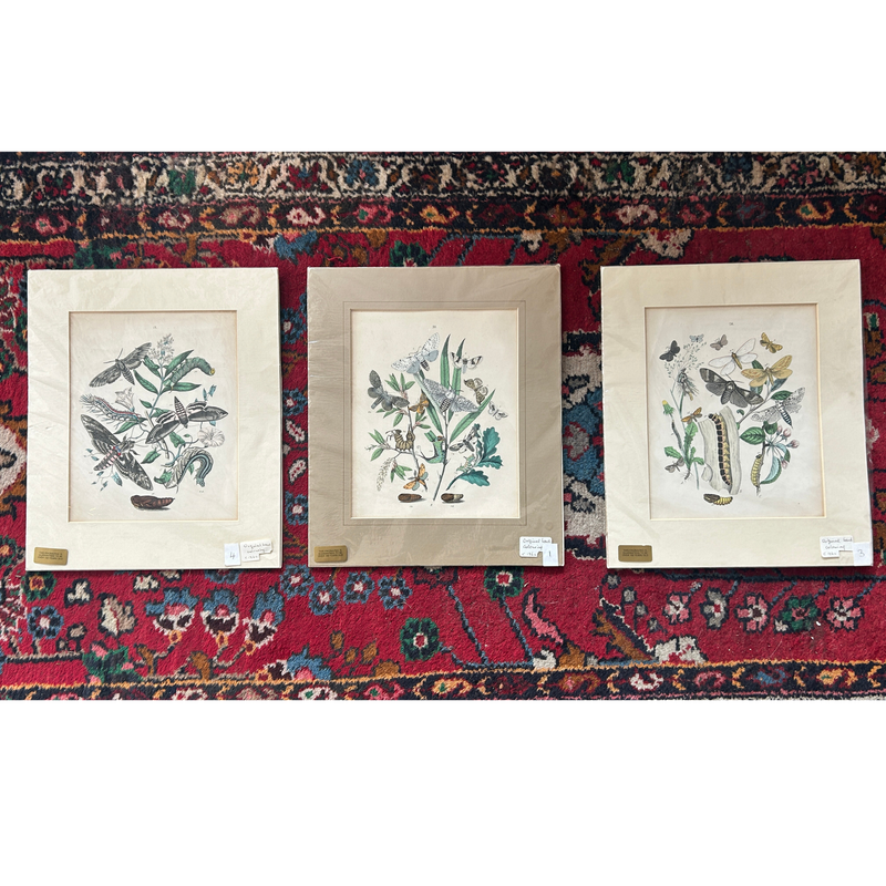 Set of Three Antique Hand-Coloured Natural History / Entomology Prints