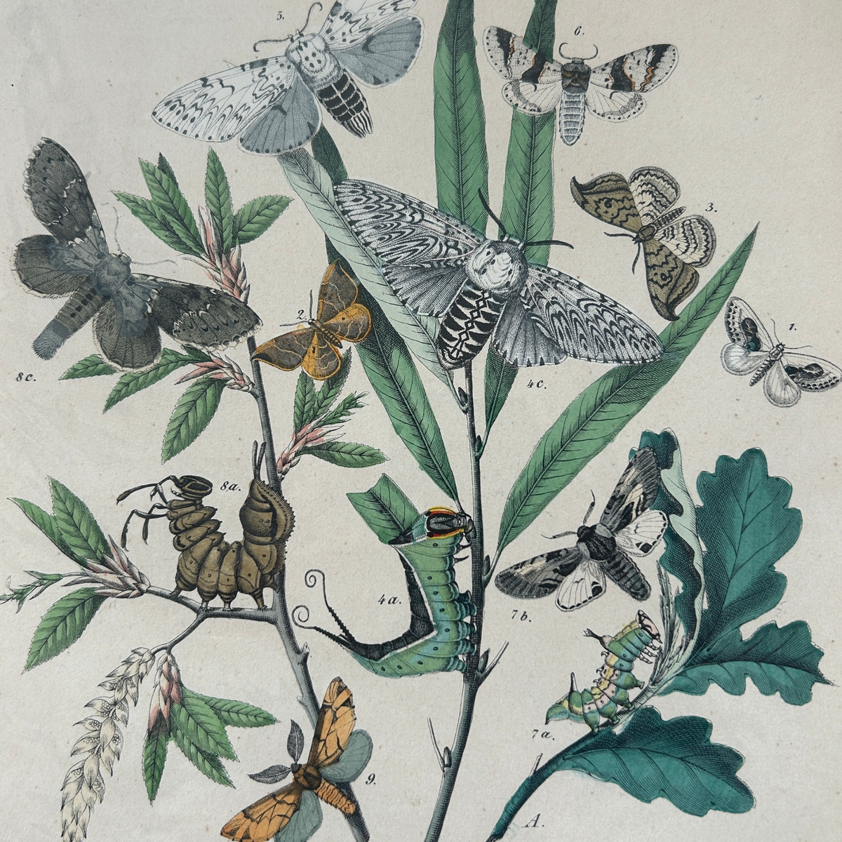 Set of Three Antique Hand-Coloured Natural History / Entomology Prints