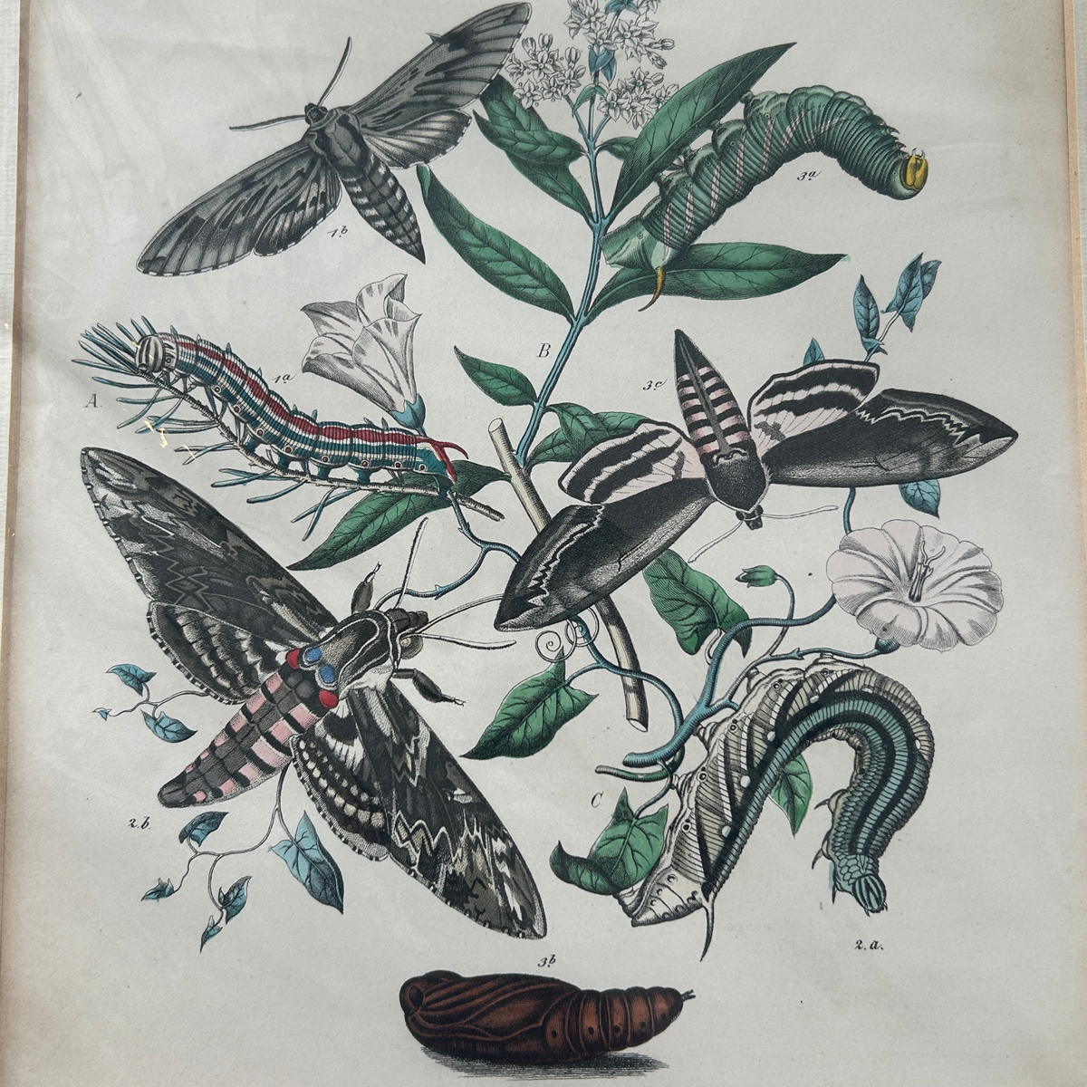 Set of Three Antique Hand-Coloured Natural History / Entomology Prints