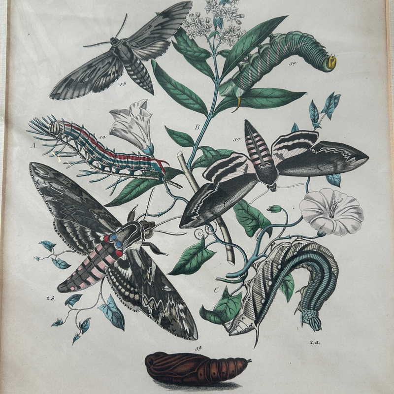 Set of Three Antique Hand-Coloured Natural History / Entomology Prints