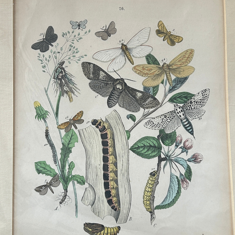 Set of Three Antique Hand-Coloured Natural History / Entomology Prints